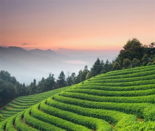 New Tea vs. Aged Tea: Do African Consumers Really Care About This New Tea vs. Aged Tea: Do African Consumers Really Care About This