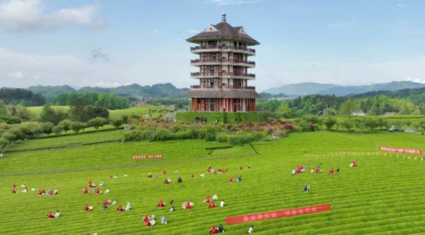 Micro-Dramas power industrial growth for meitan's vast tea plantations